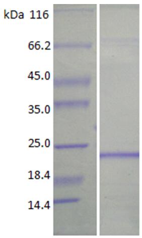 15% SDS-PAGE analysis of purified FGF4.
